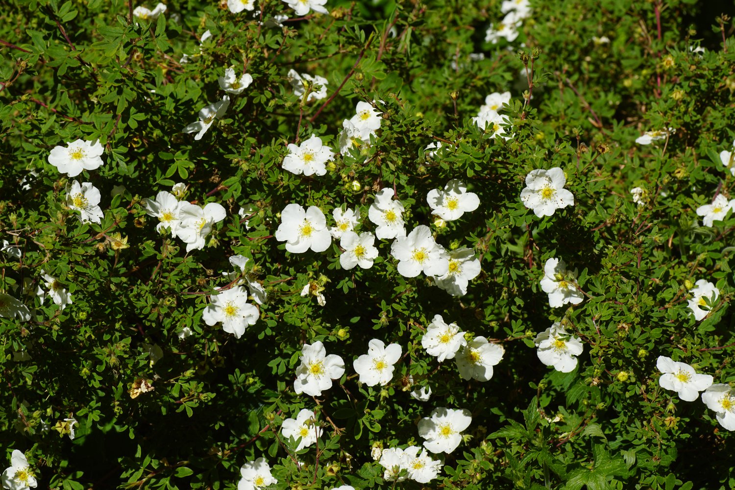 Dasiphora 'Abbotswood'