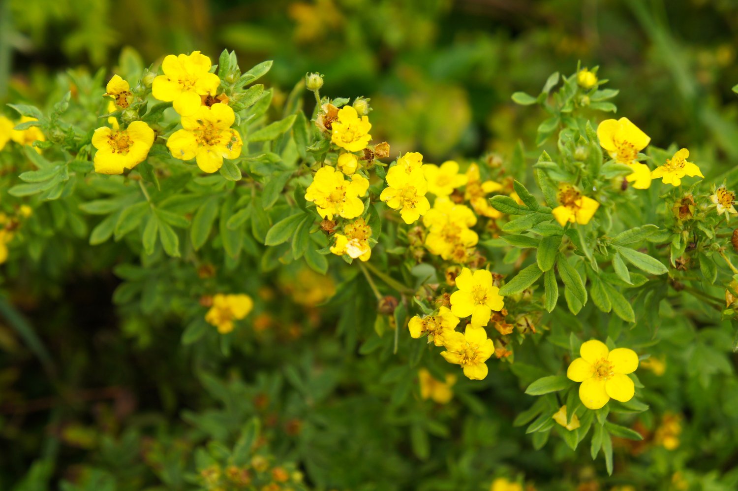 Dasiphora 'Goldfinger' E