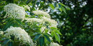 Sambucus nigra