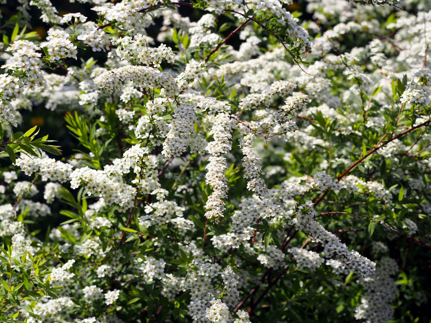 Spiraea x cinerea 'Grefsheim' E