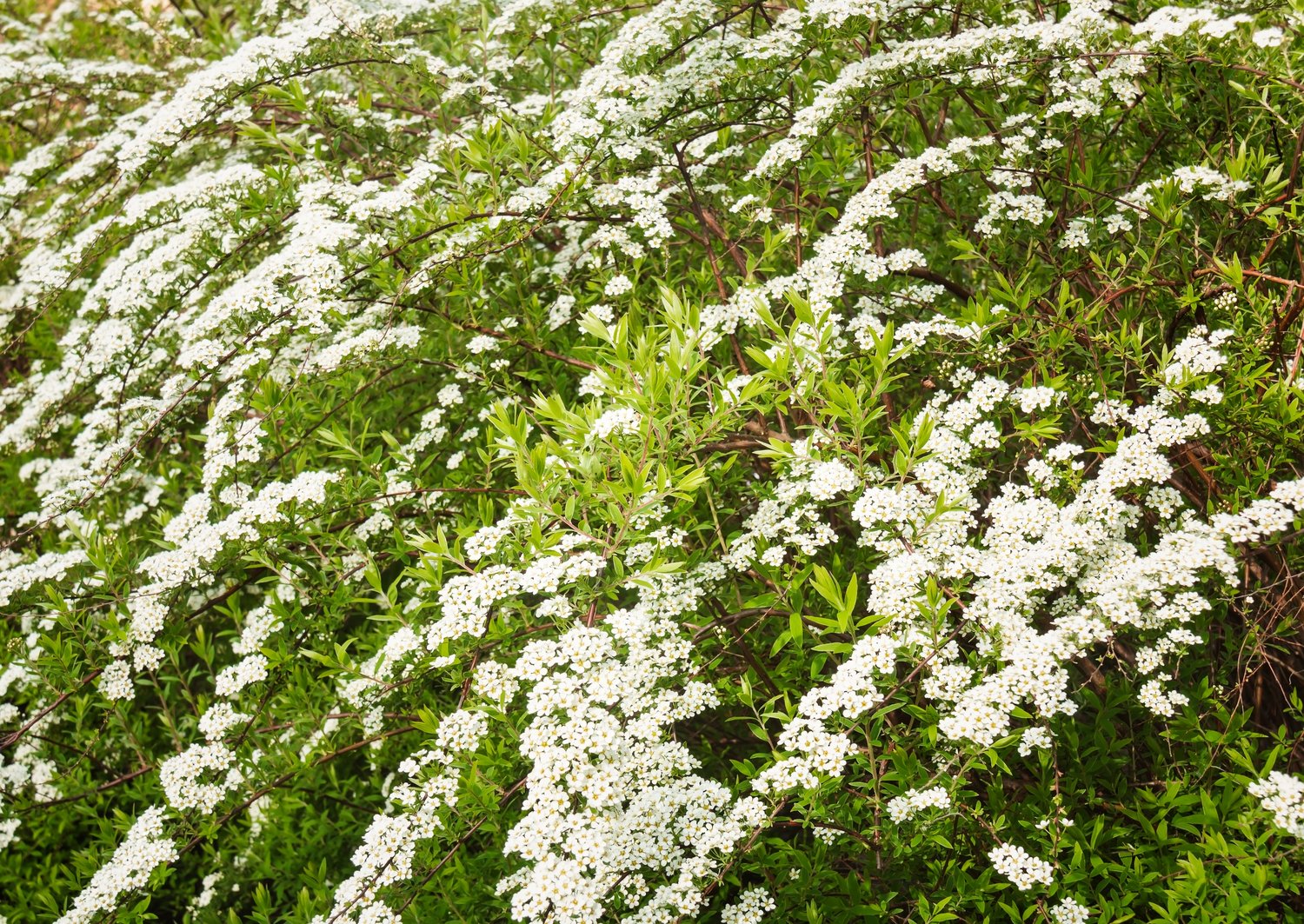 Spiraea x cinerea 'Grefsheim' E