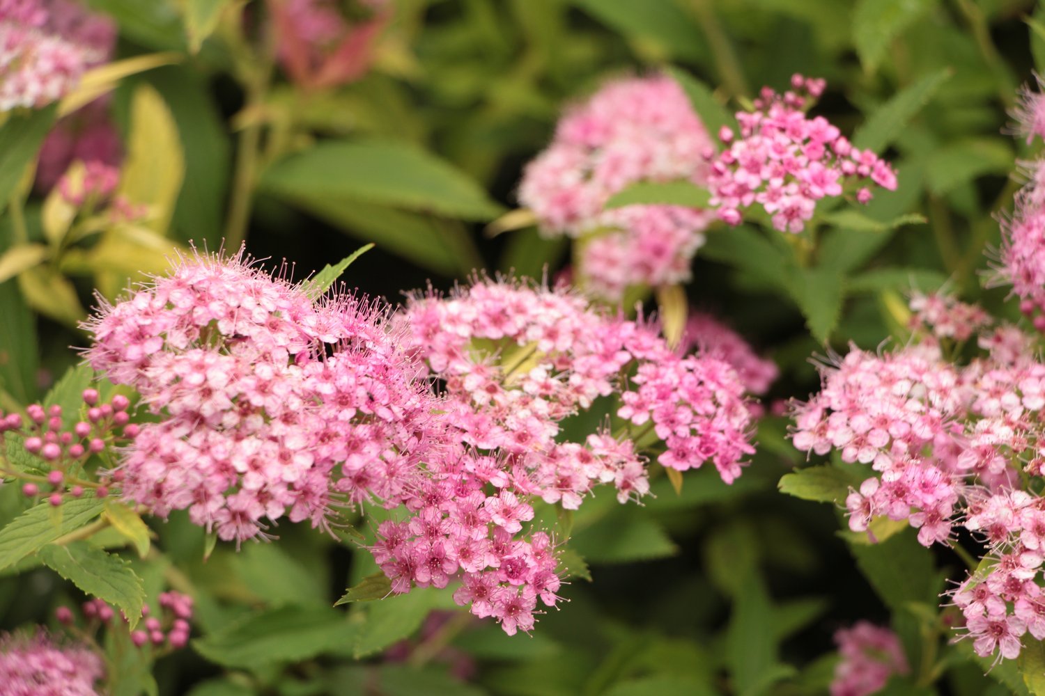 Spiraea japonica 'Little Princess'