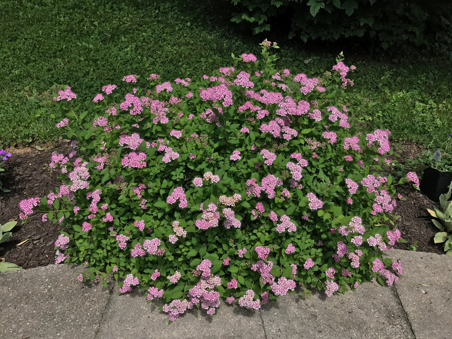 Spiraea japonica 'Little Princess'