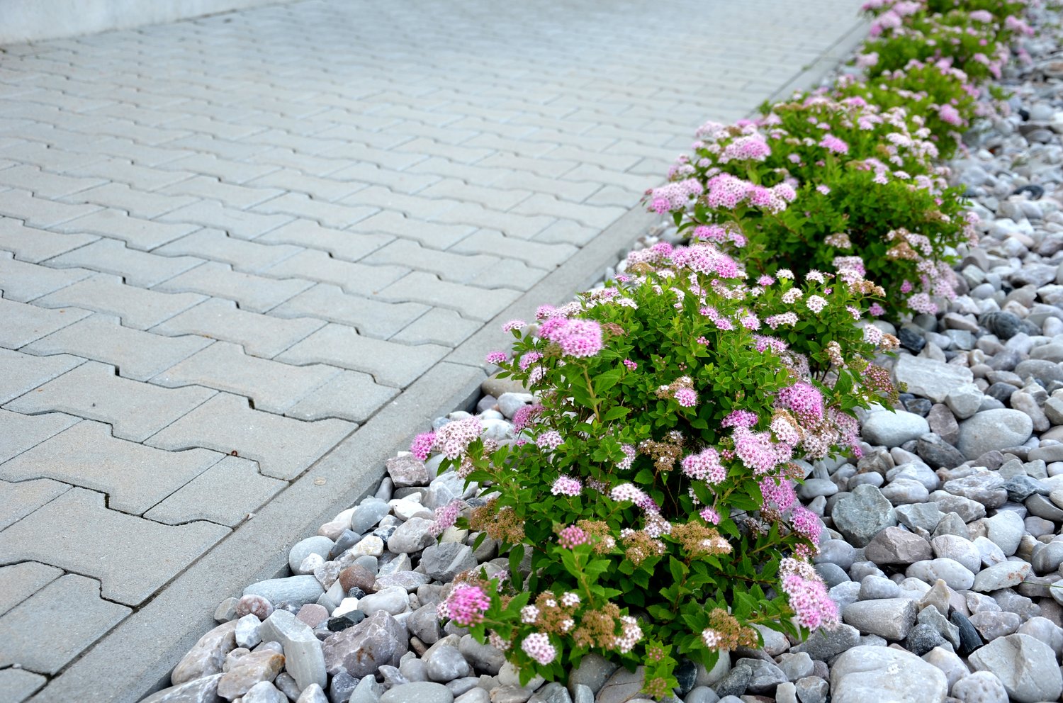 Spiraea japonica 'Little Princess'