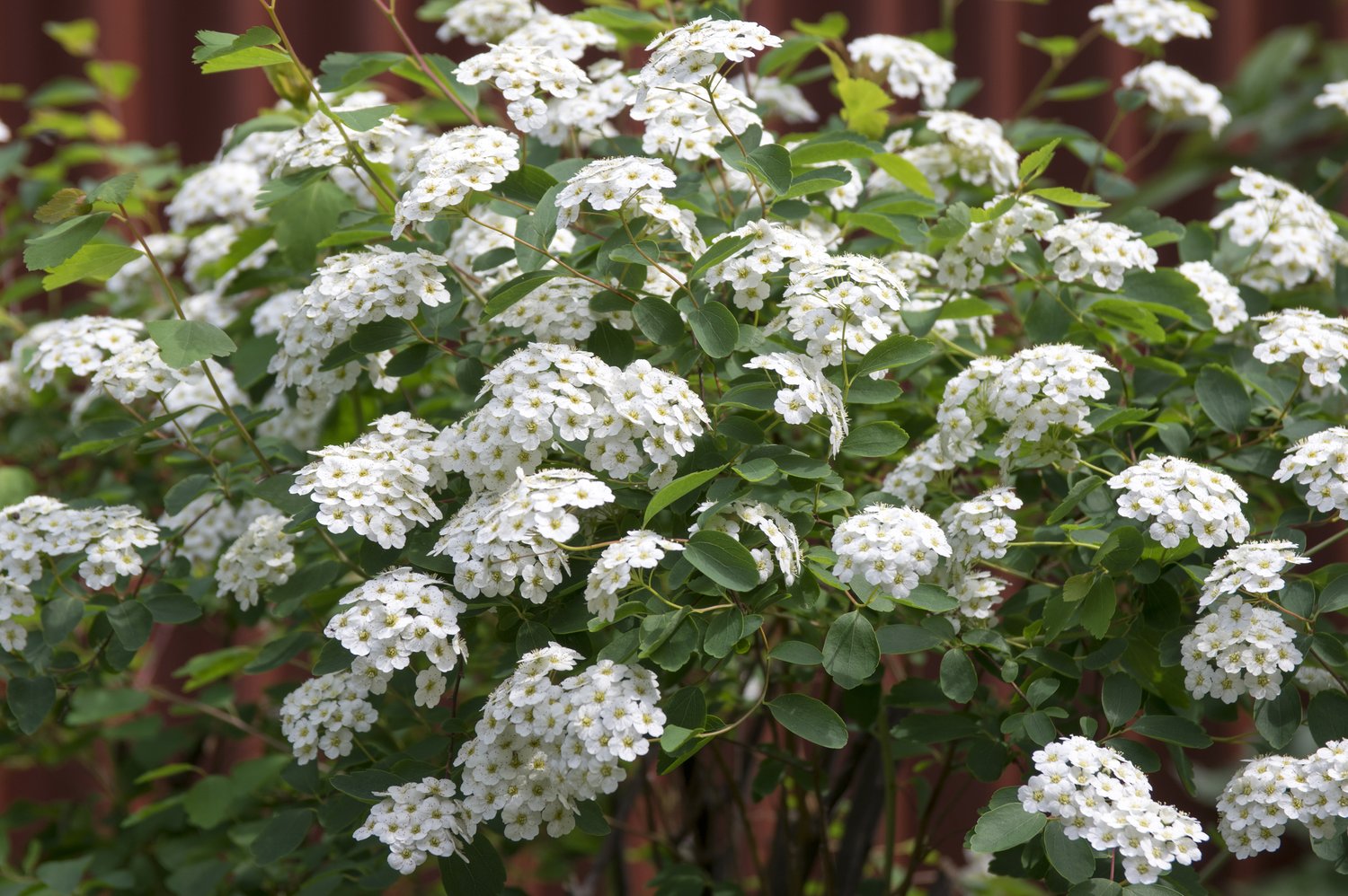 Spiraea x vanhouttei