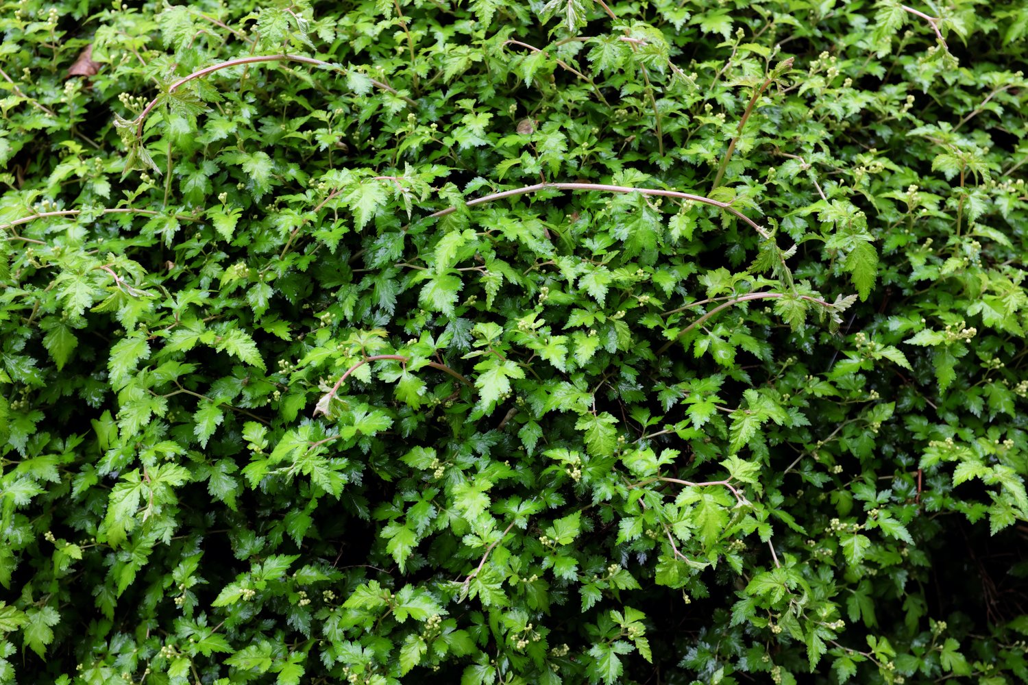 Stephanandra incisa 'Crispa'