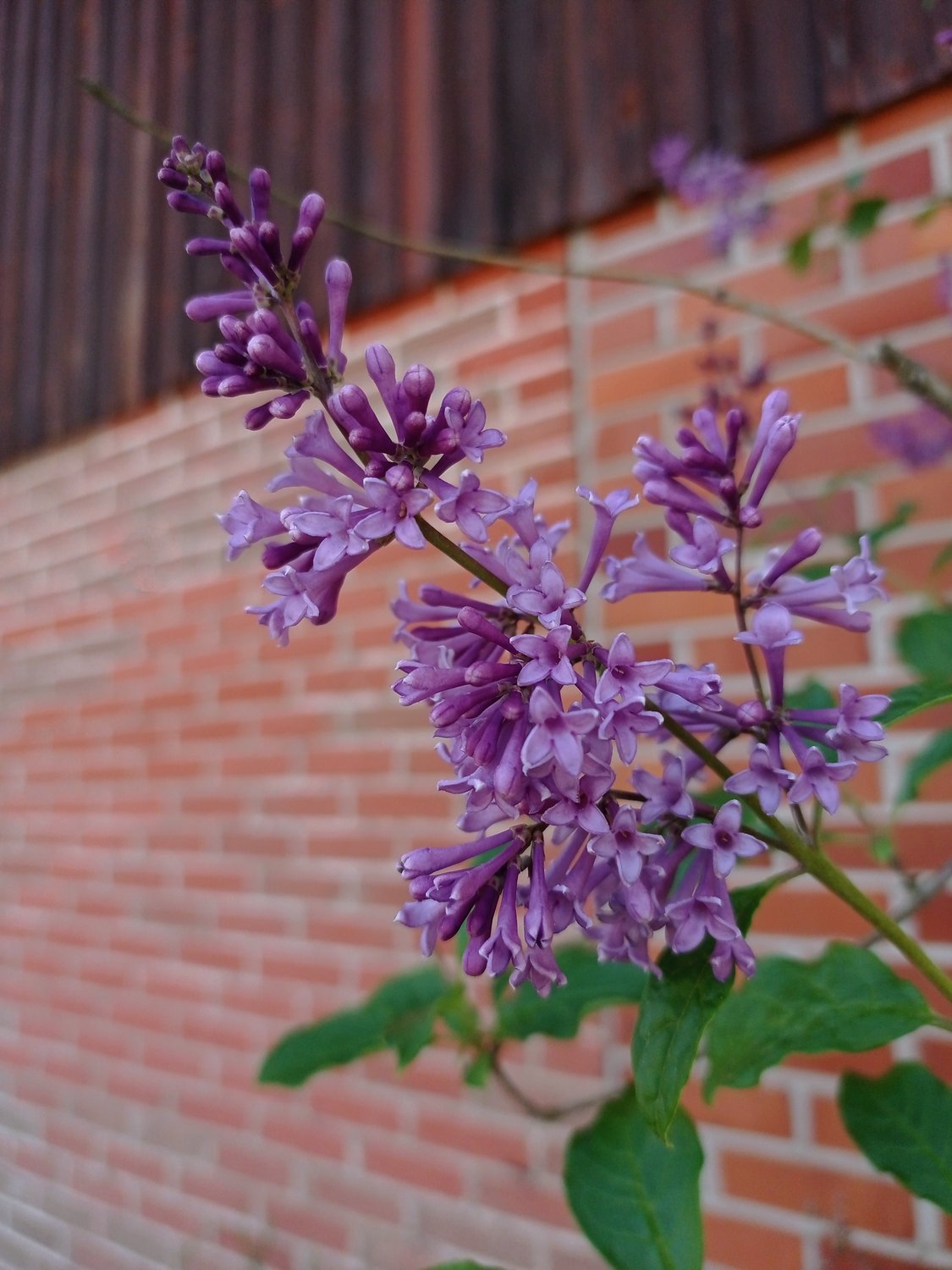 Syringa josikaea 'Oden' E