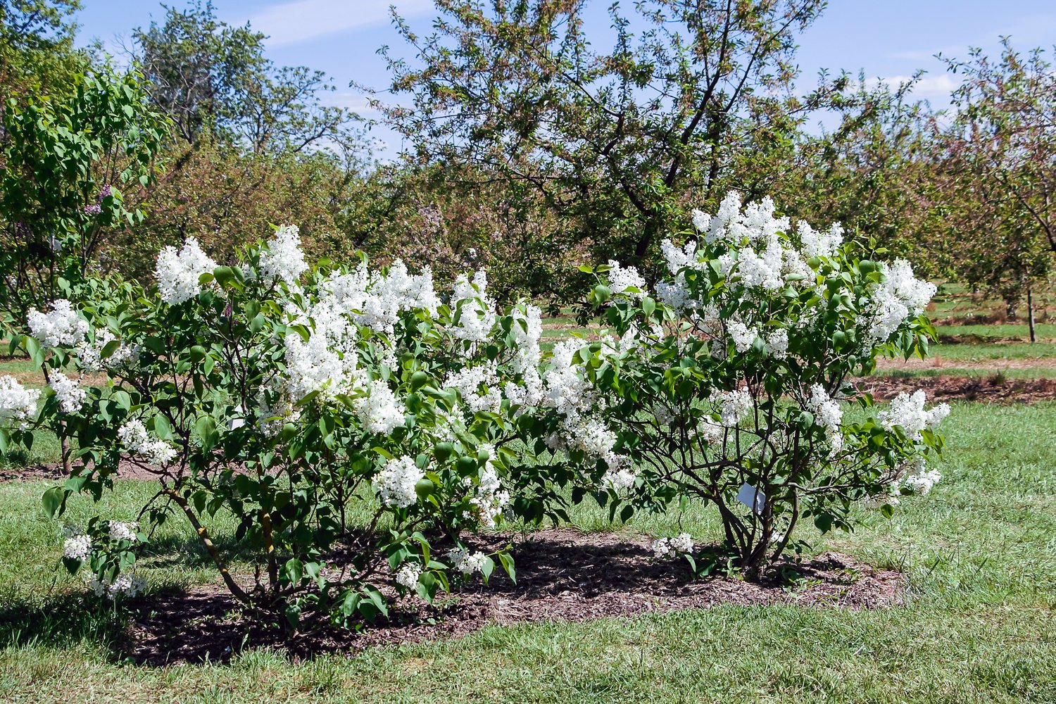Syringa vulgaris f. alba