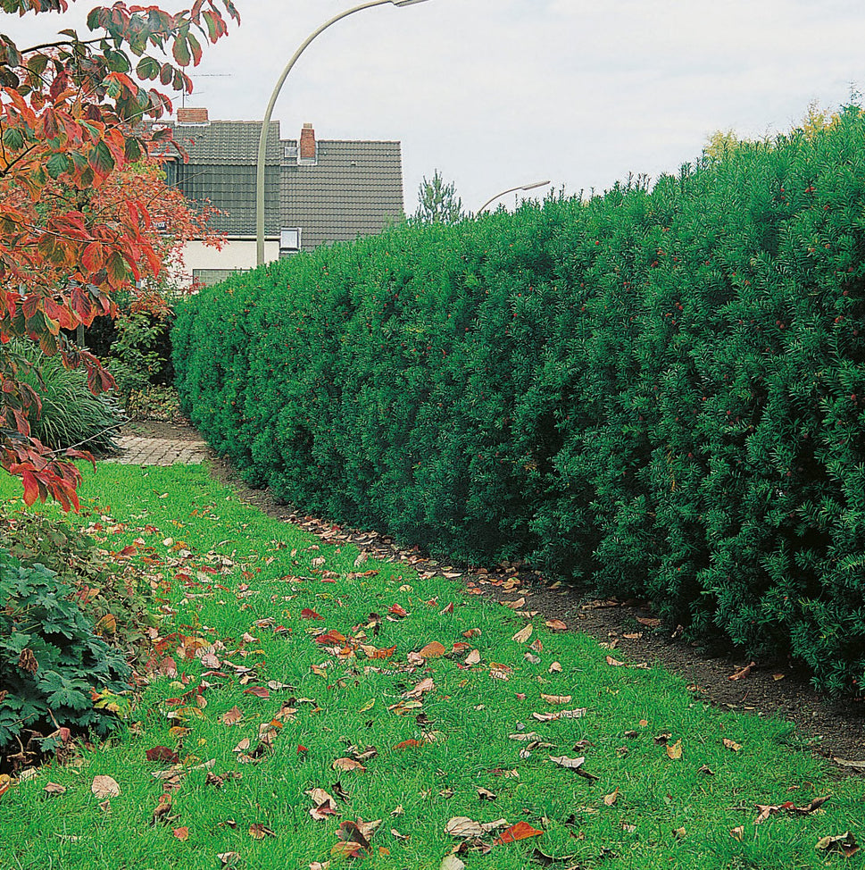 Taxus x media 'Hicksii', co, 1-liter