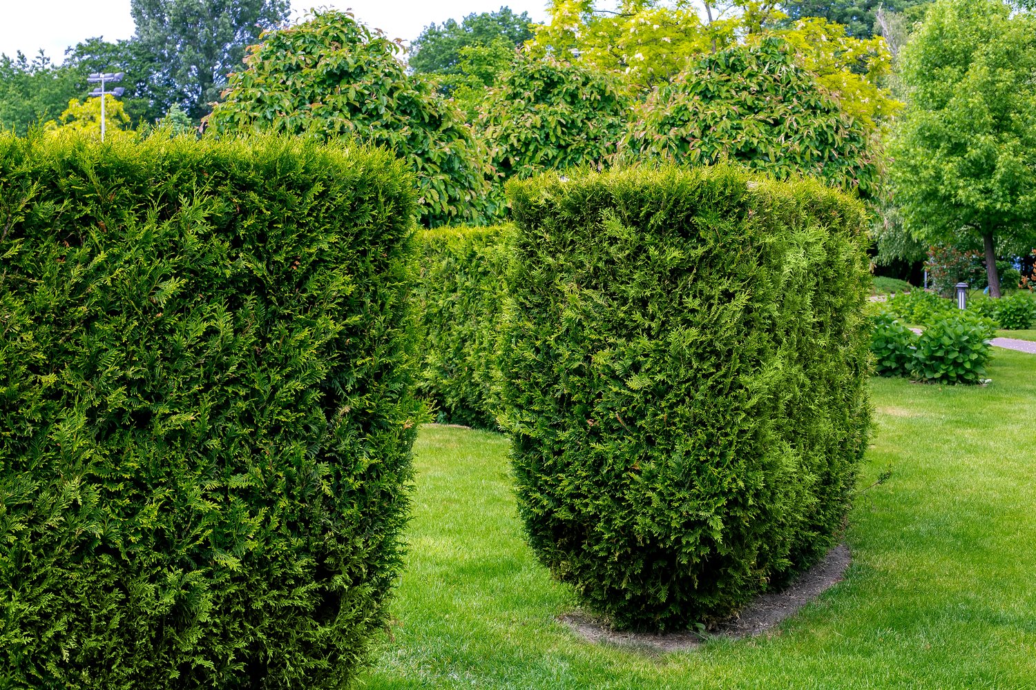 Thuja occ. 'Brabant', 20-40 cm