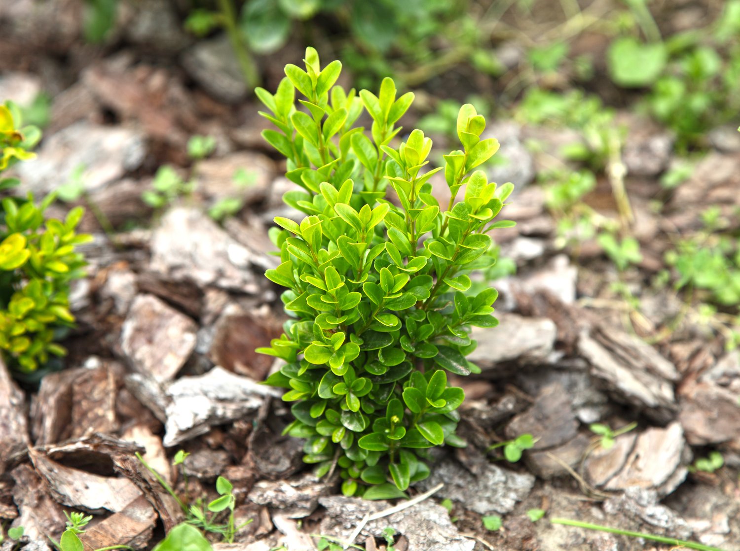 Buxus sempervirens, 10-15 cm