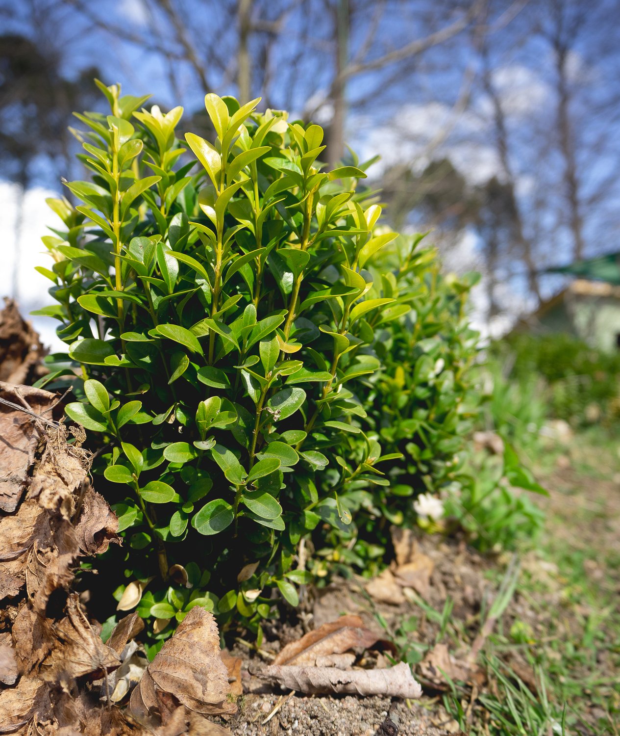 Buxus sempervirens, 15-20 cm