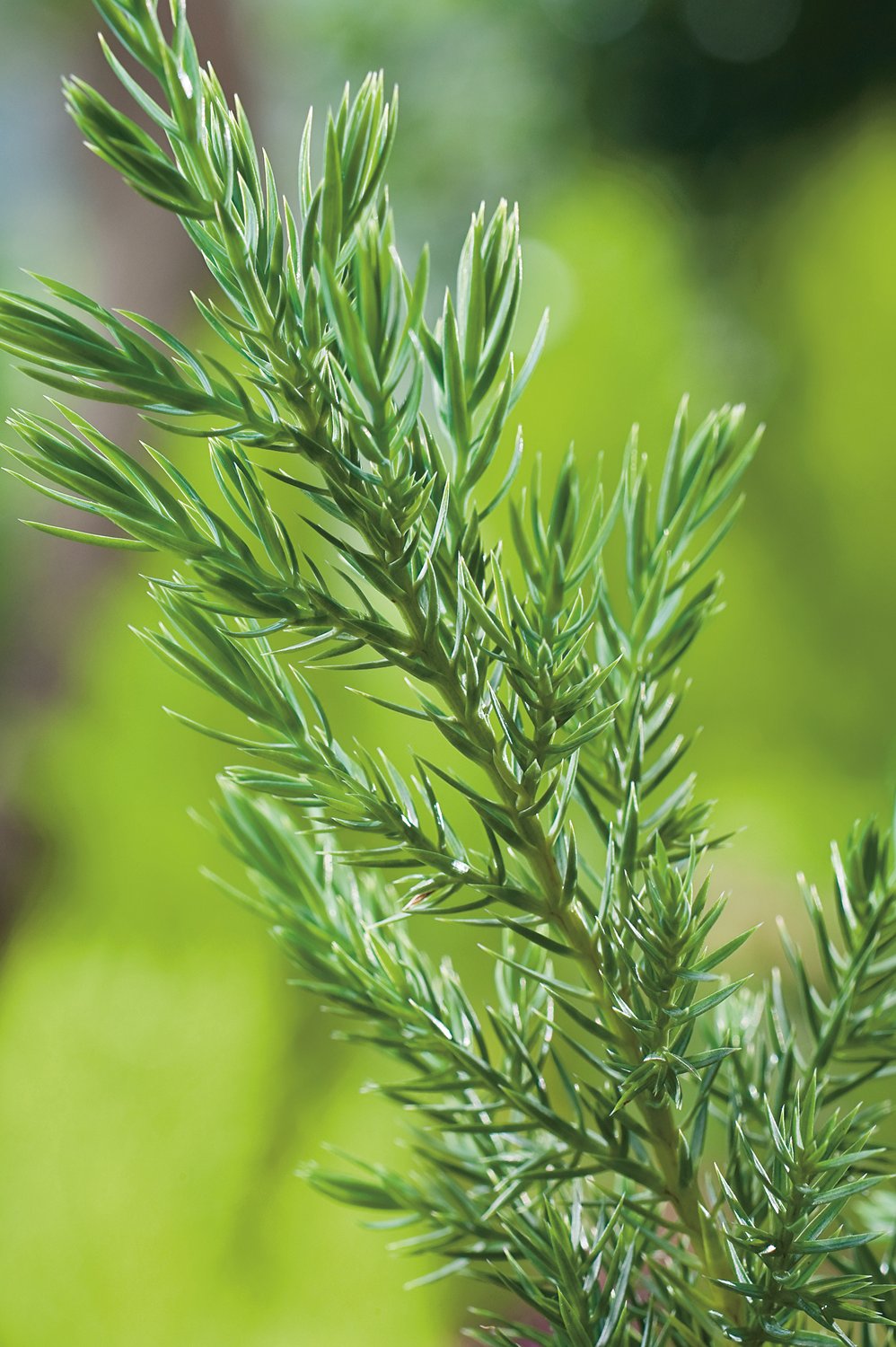 Juniperus chinensis 'Stricta', 30-40 cm