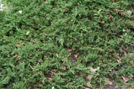 Juniperus horizontalis 'Prince of Wales', 30-40 cm