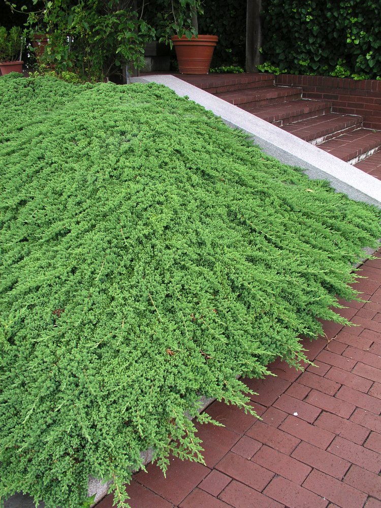 Juniperus procumbens 'Nana', 25-30 cm