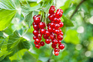 Ribes 'Rolan'