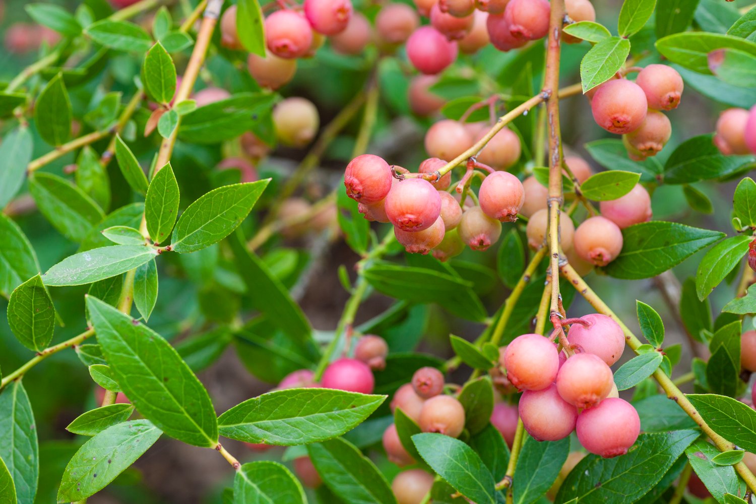 Vaccinium 'Pink Lemonade'