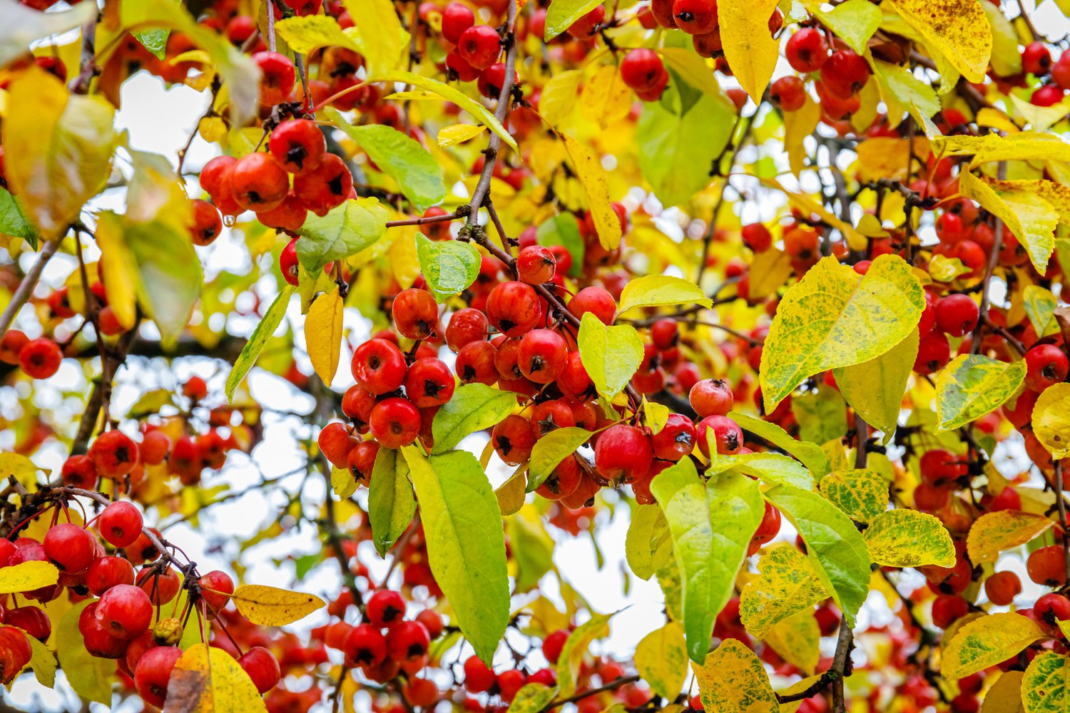 Malus 'Evereste', Sh 120