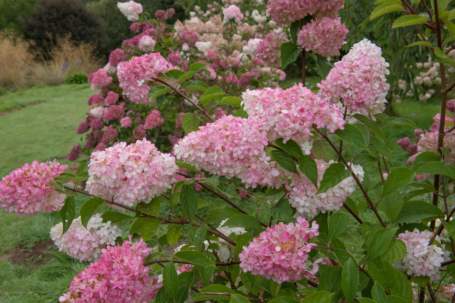 Hydrangea paniculata Vanille-Fraise, Sh 80-100