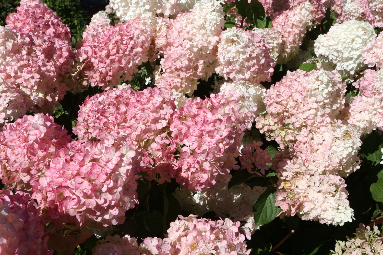 Hydrangea paniculata Vanille-Fraise, Sh 80-100
