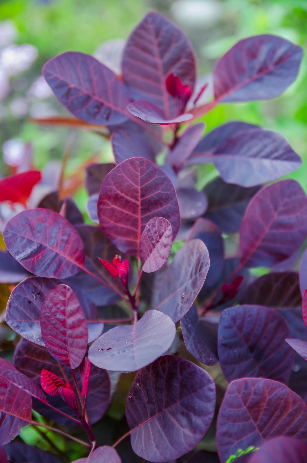 Cotinus coggygria 'Royal Purple', Sh 80