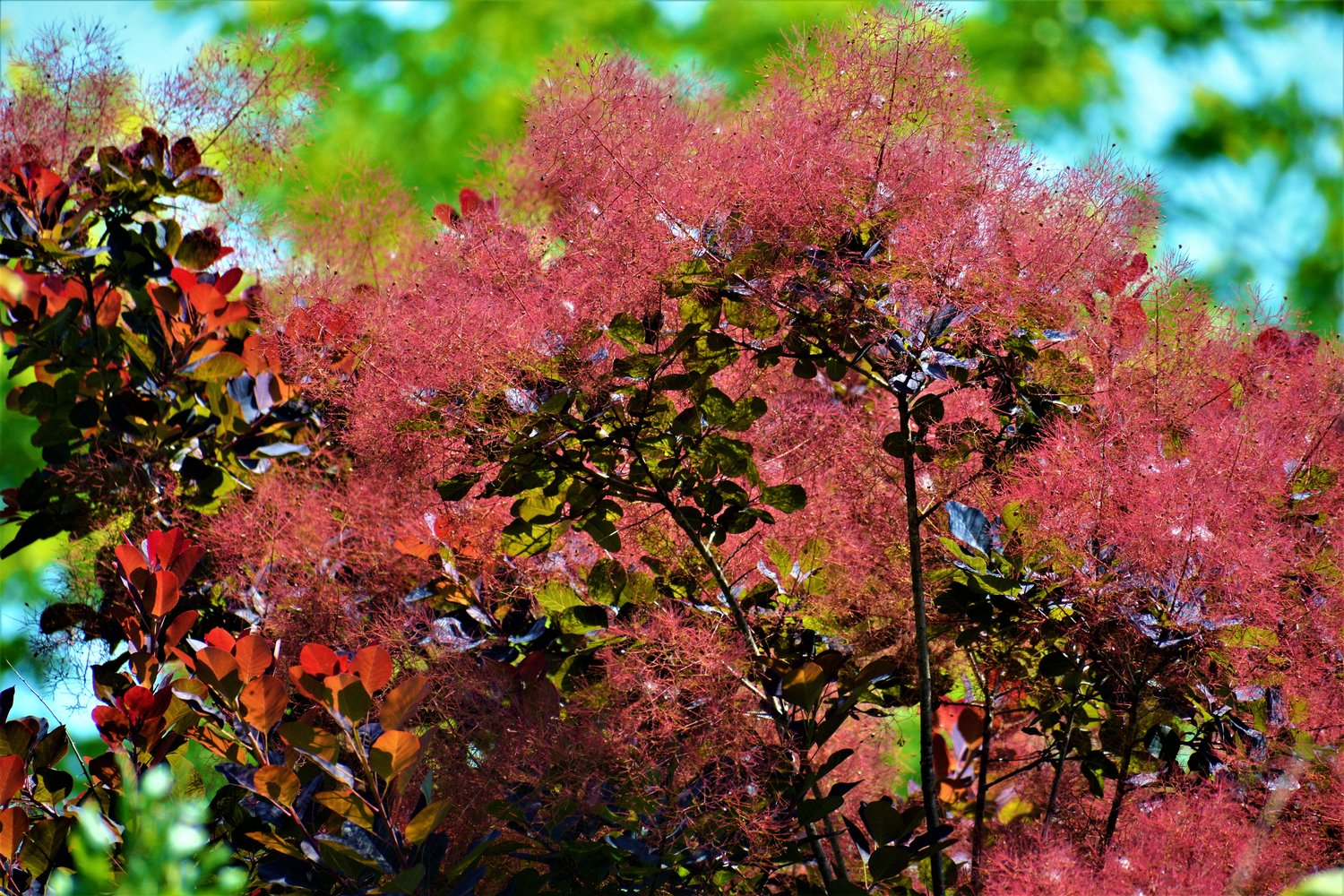 Cotinus coggygria 'Royal Purple', Sh 80