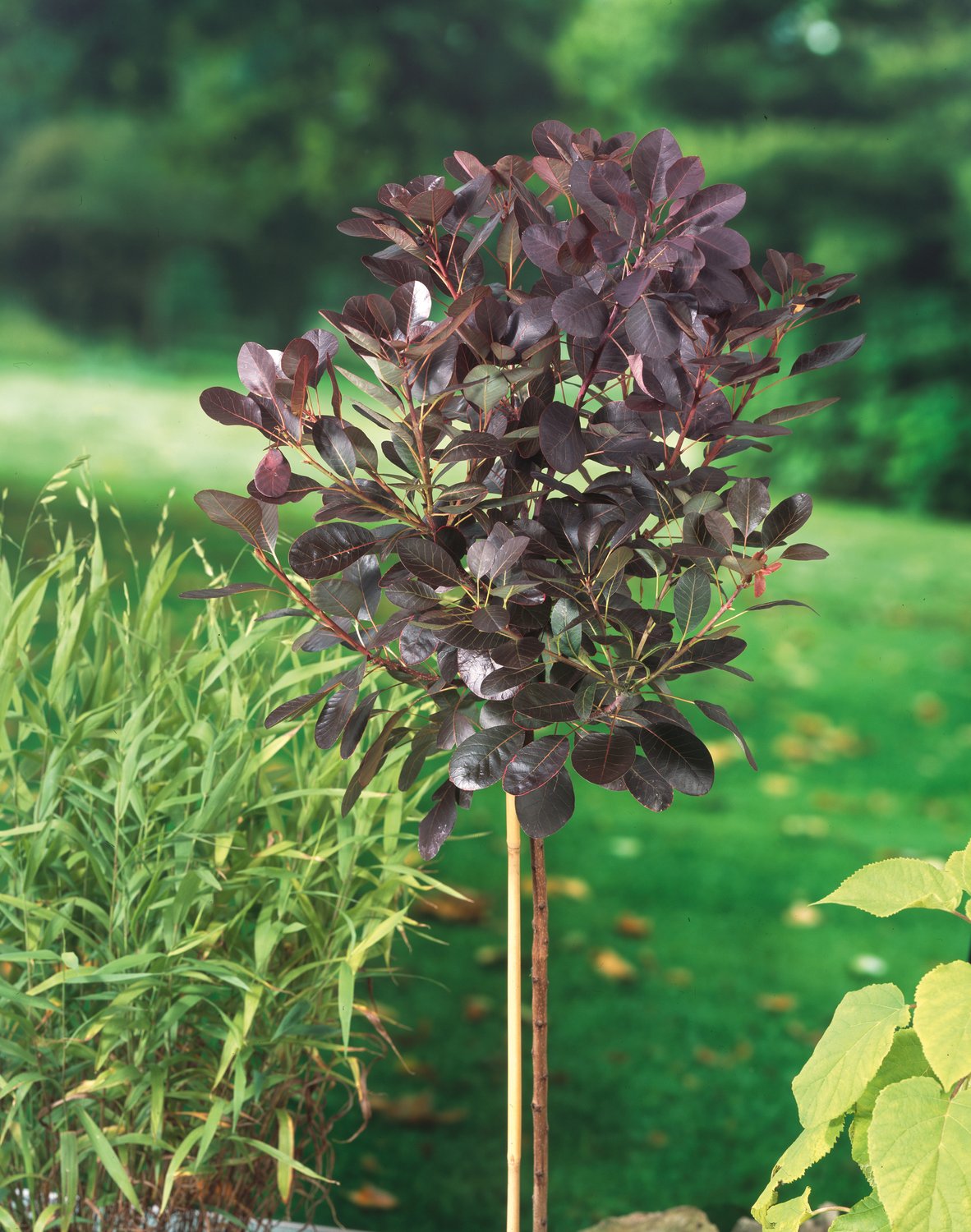 Cotinus coggygria 'Royal Purple', Sh 80