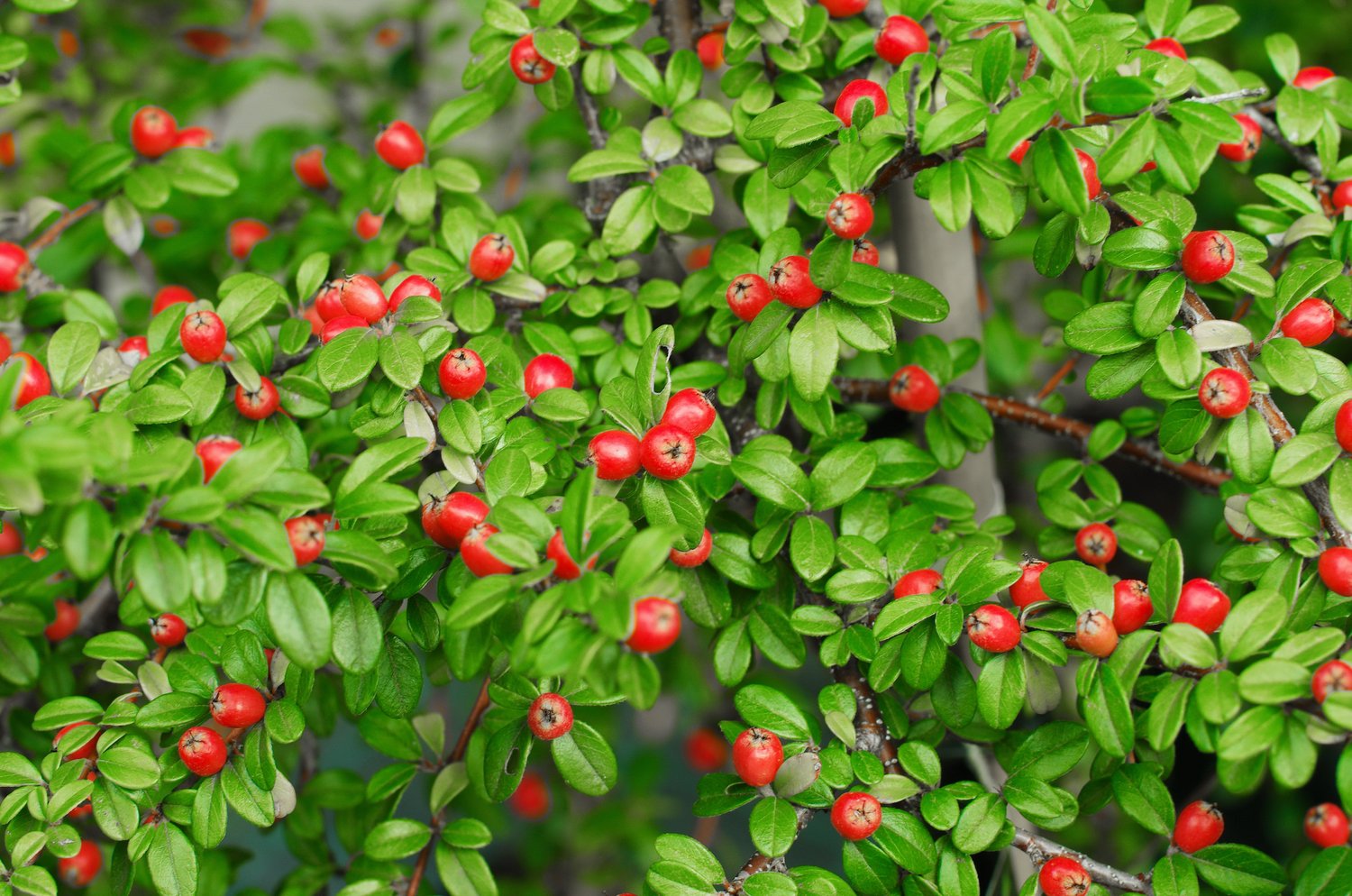Cotoneaster x suecicus 'Coral Beauty', 20-40 cm