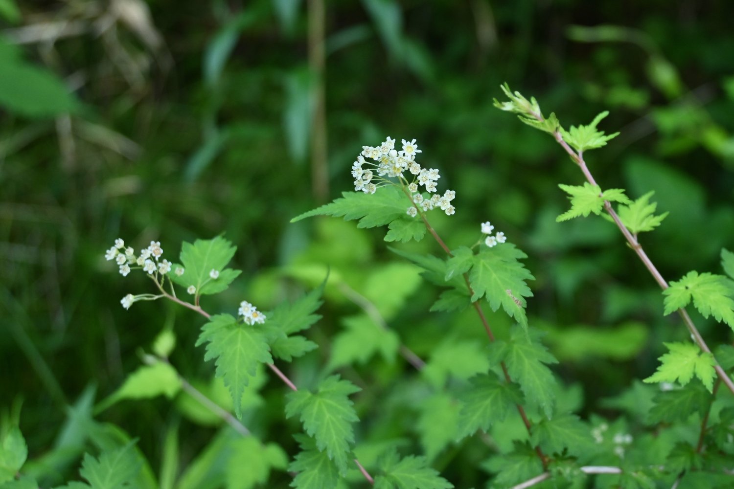 Stephanandra incisa 'Crispa', 20-40 cm