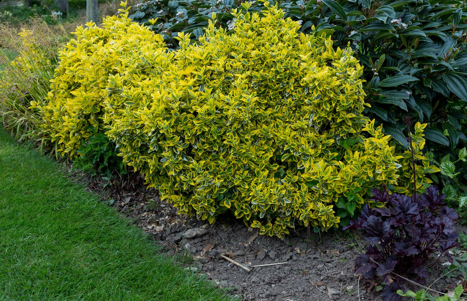 Euonymus fortunei var. radicans 'Emerald 'n' Gold'