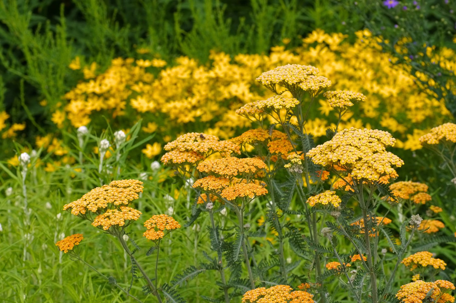 Achillea 'Terracotta'