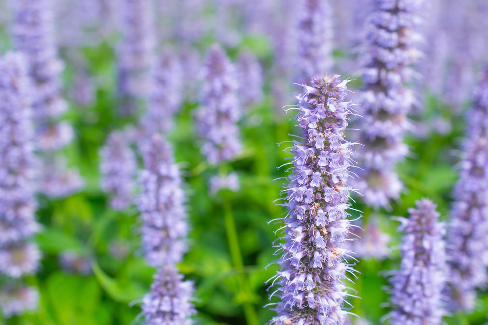 Agastache 'Blue Fortune'