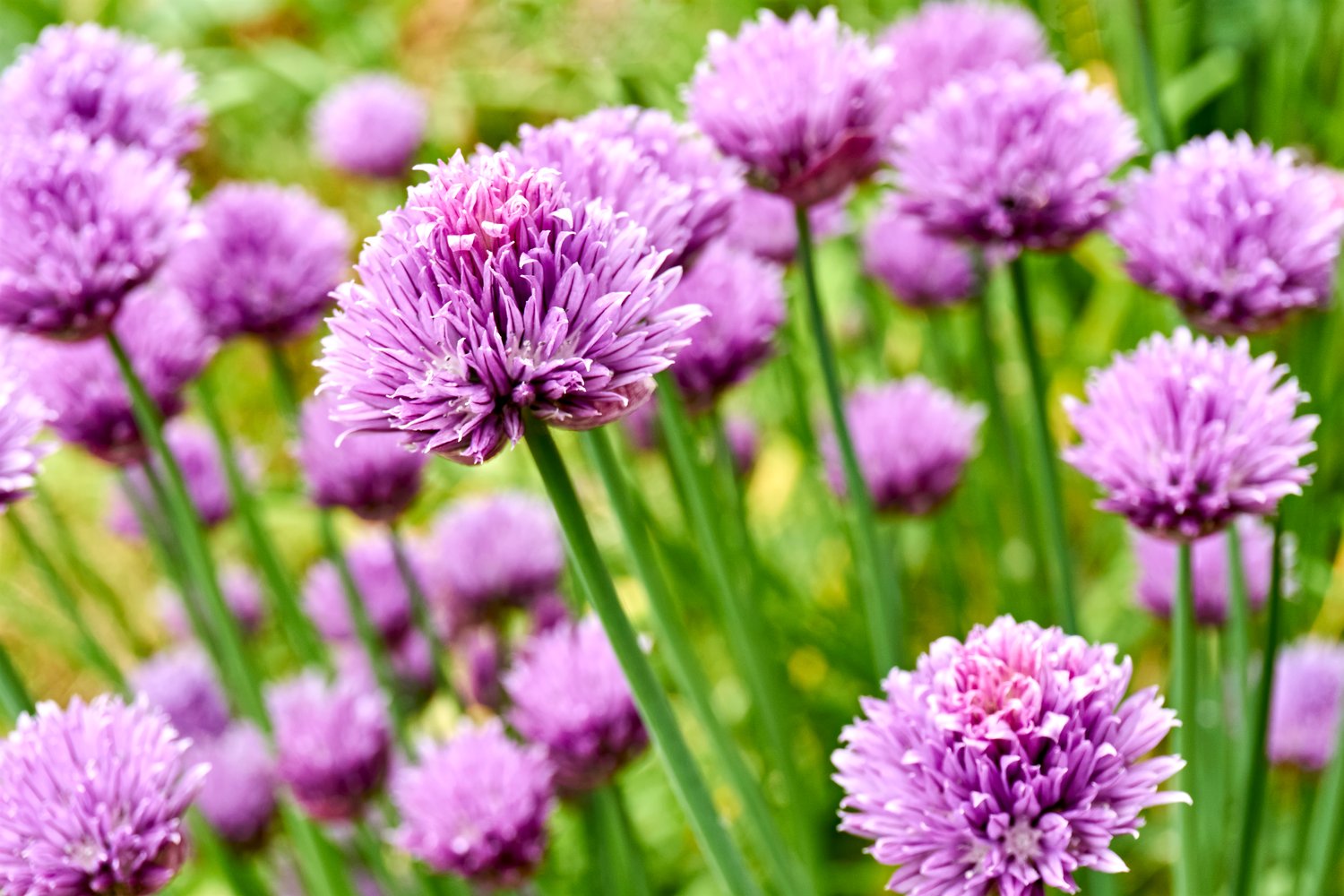 Allium 'Millenium'