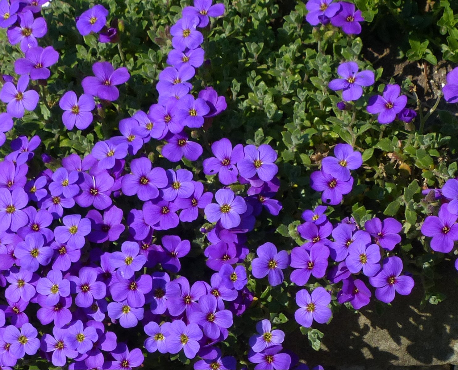 Aubrieta x cultorum 'Blaumeise'