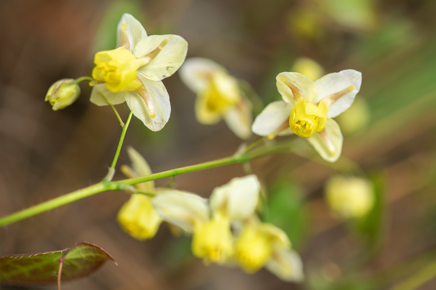 Epimedium x versicolor 'Sulphureum'