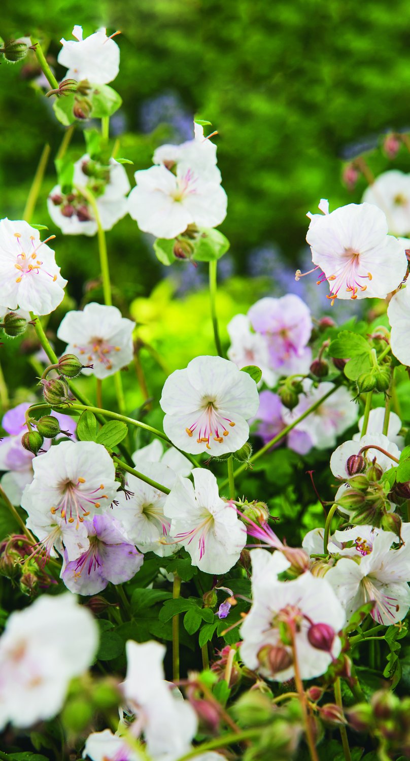 Geranium x cantabrigiense 'St Ola'