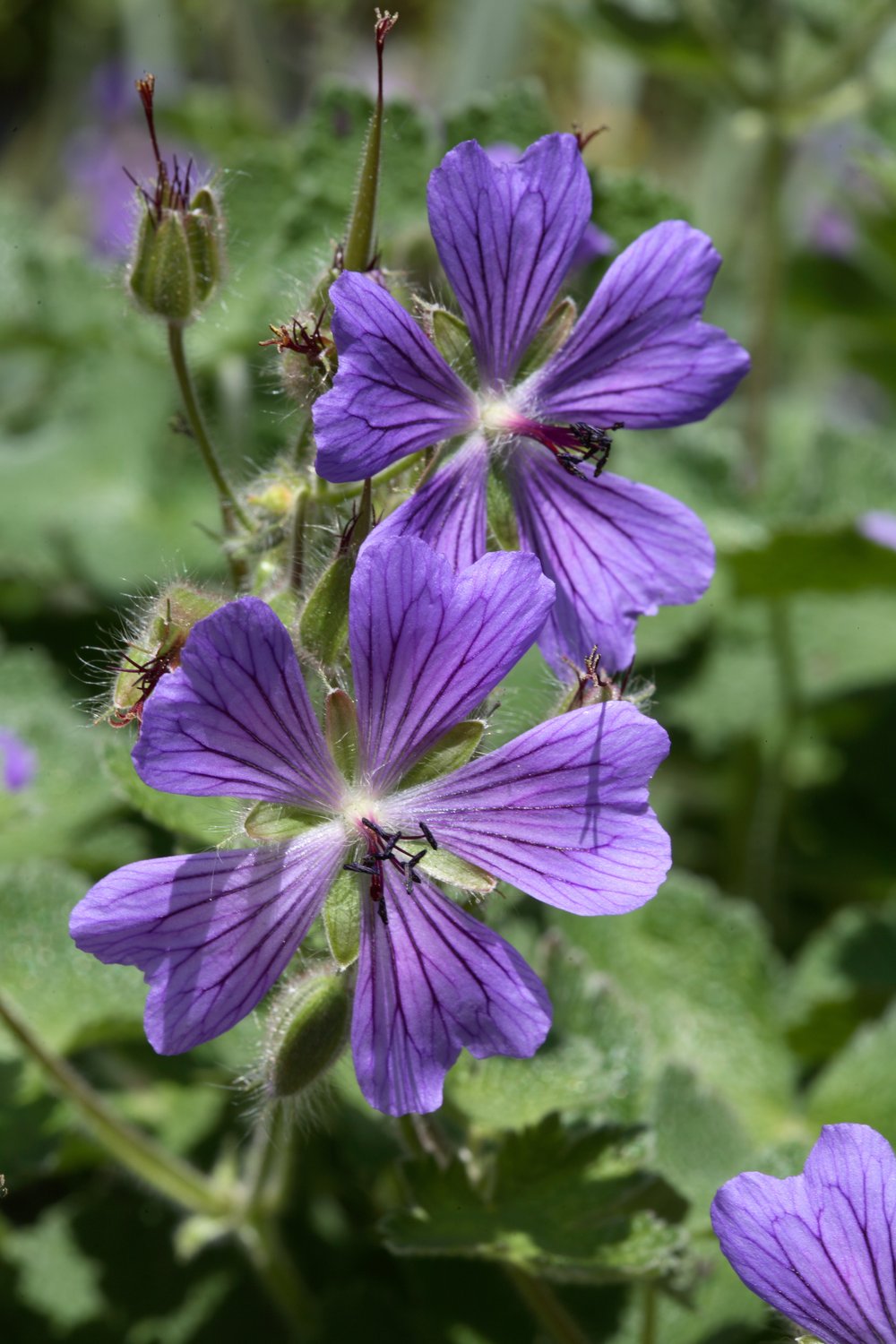 Geranium 'Philippe Vapelle'