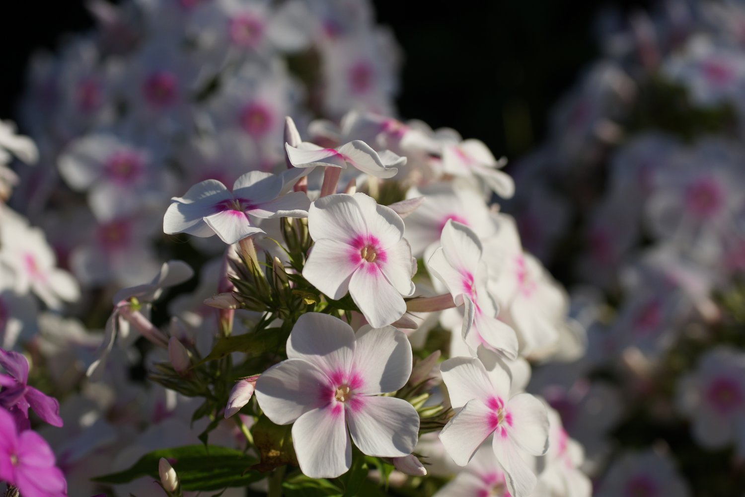 Phlox paniculata 'Ingeborg från Nybro'
