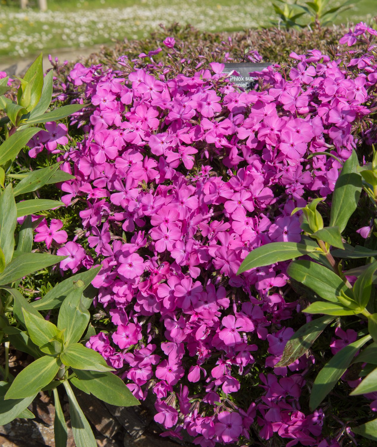 Phlox subulata 'McDaniel's Cushion'