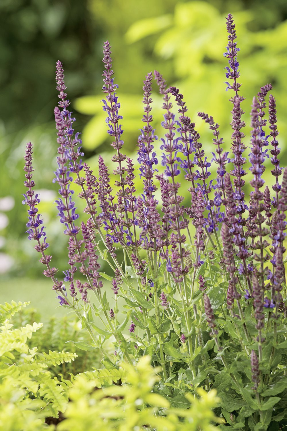 Salvia sylvestris (nemorosa) 'Blaukönigin'