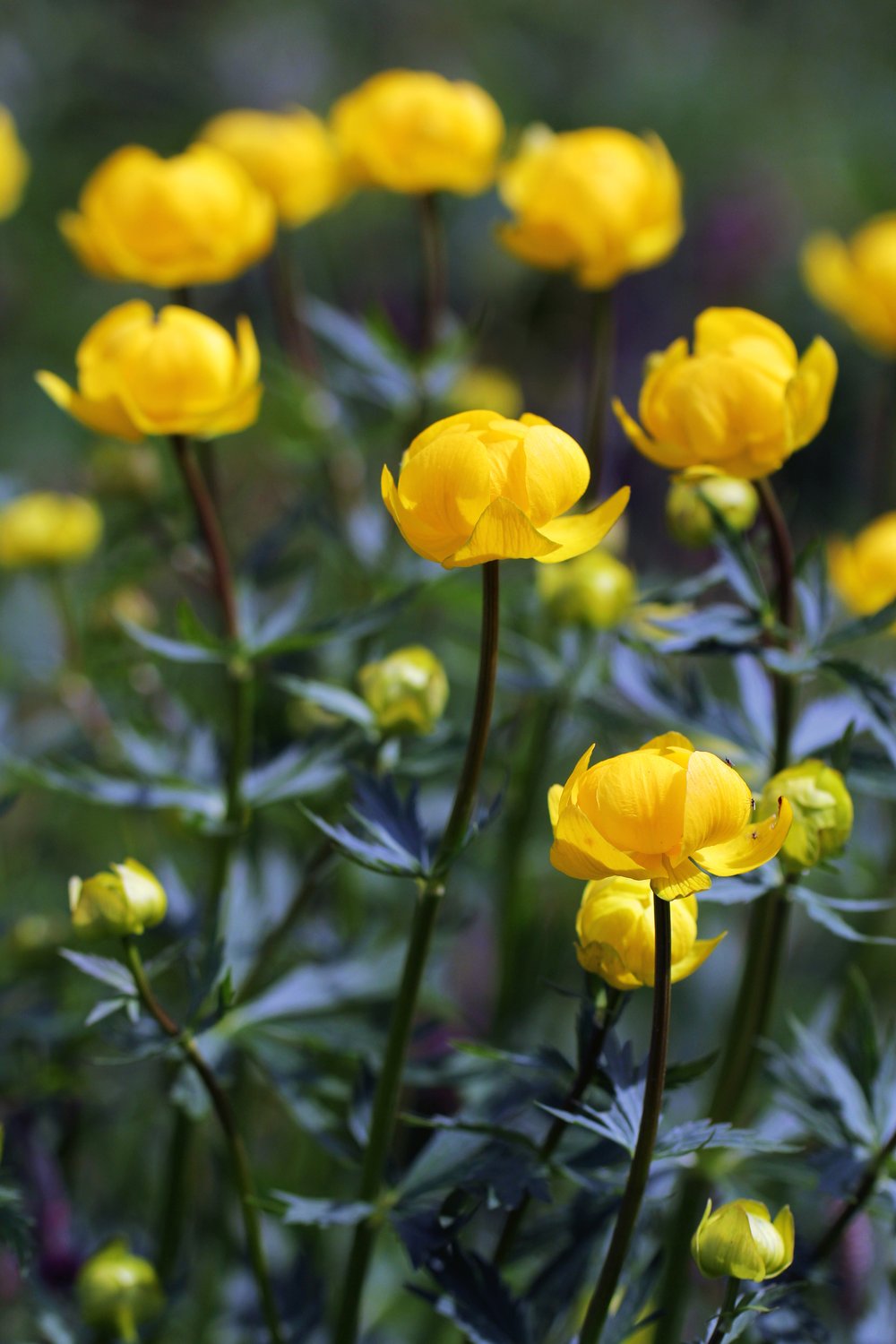 Trollius europaeus