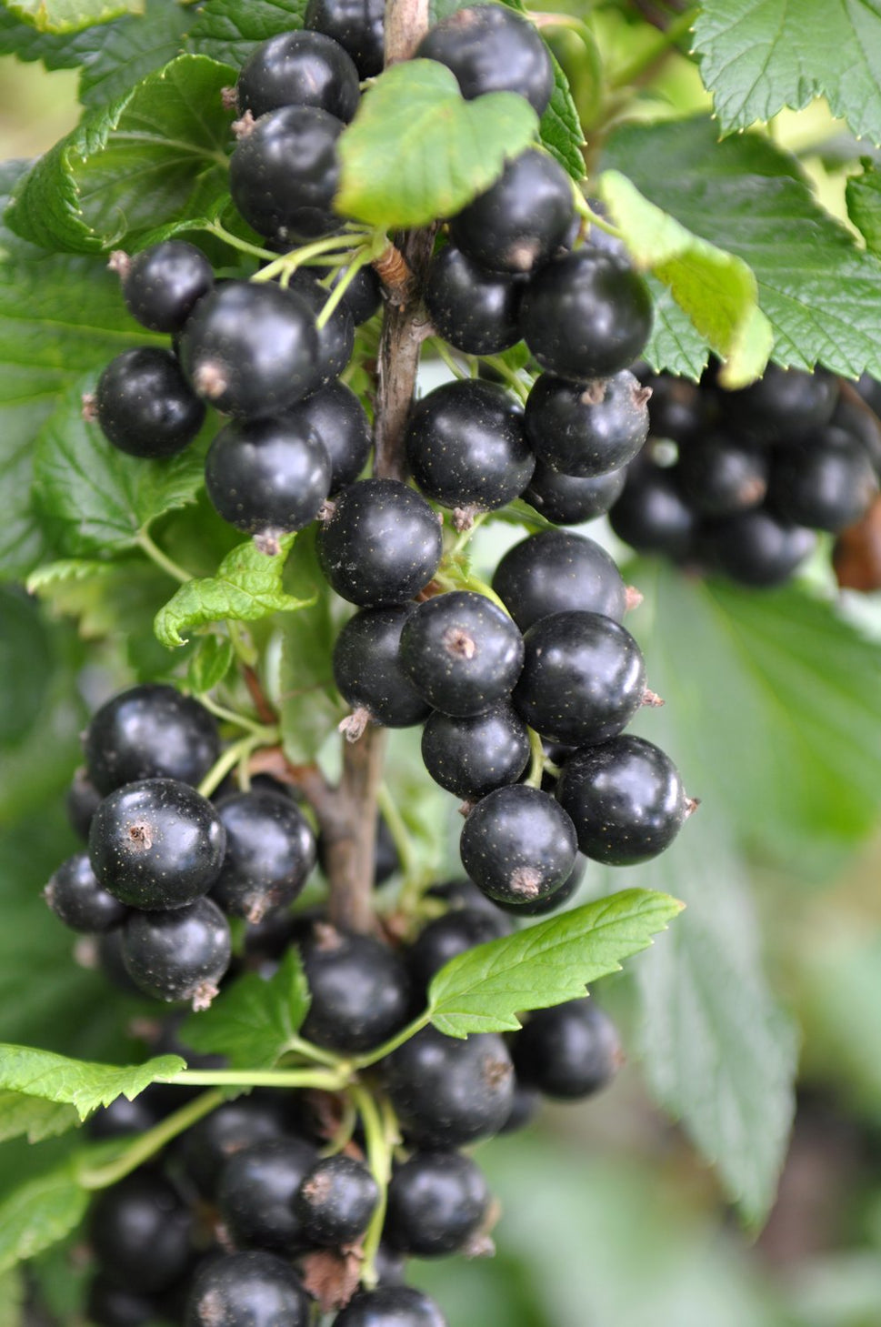 Ribes nigrum 'Narve Viking' E