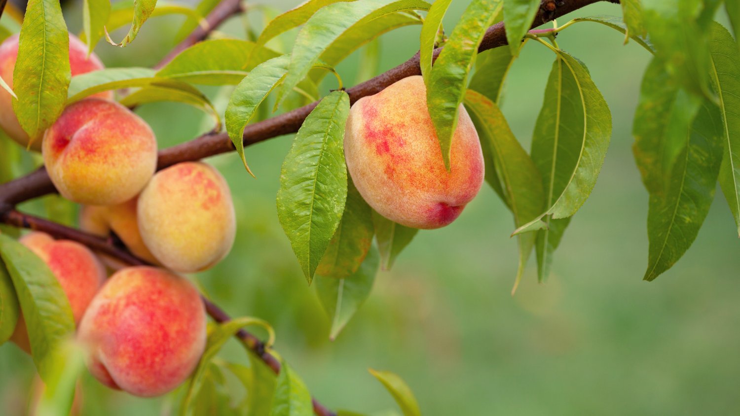 Prunus persica 'Redhaven', (persika)