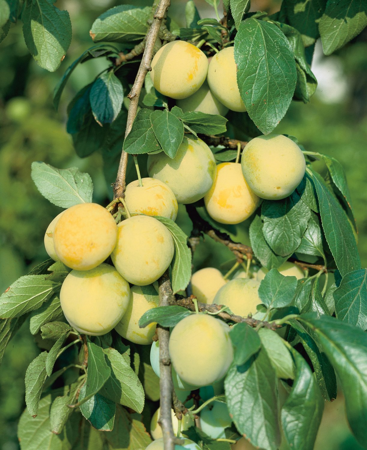 Prunus domestica 'Reine Claude d'Oullins' E, Pixy, (plommon svagväxande), inkl. uppbindnings kit
