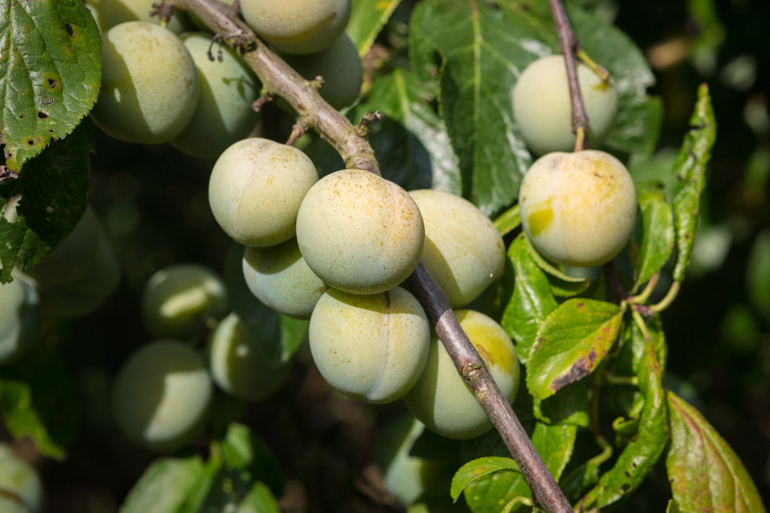 Prunus domestica 'Reine Claude d'Oullins' E, Pixy, (plommon svagväxande), inkl. uppbindnings kit