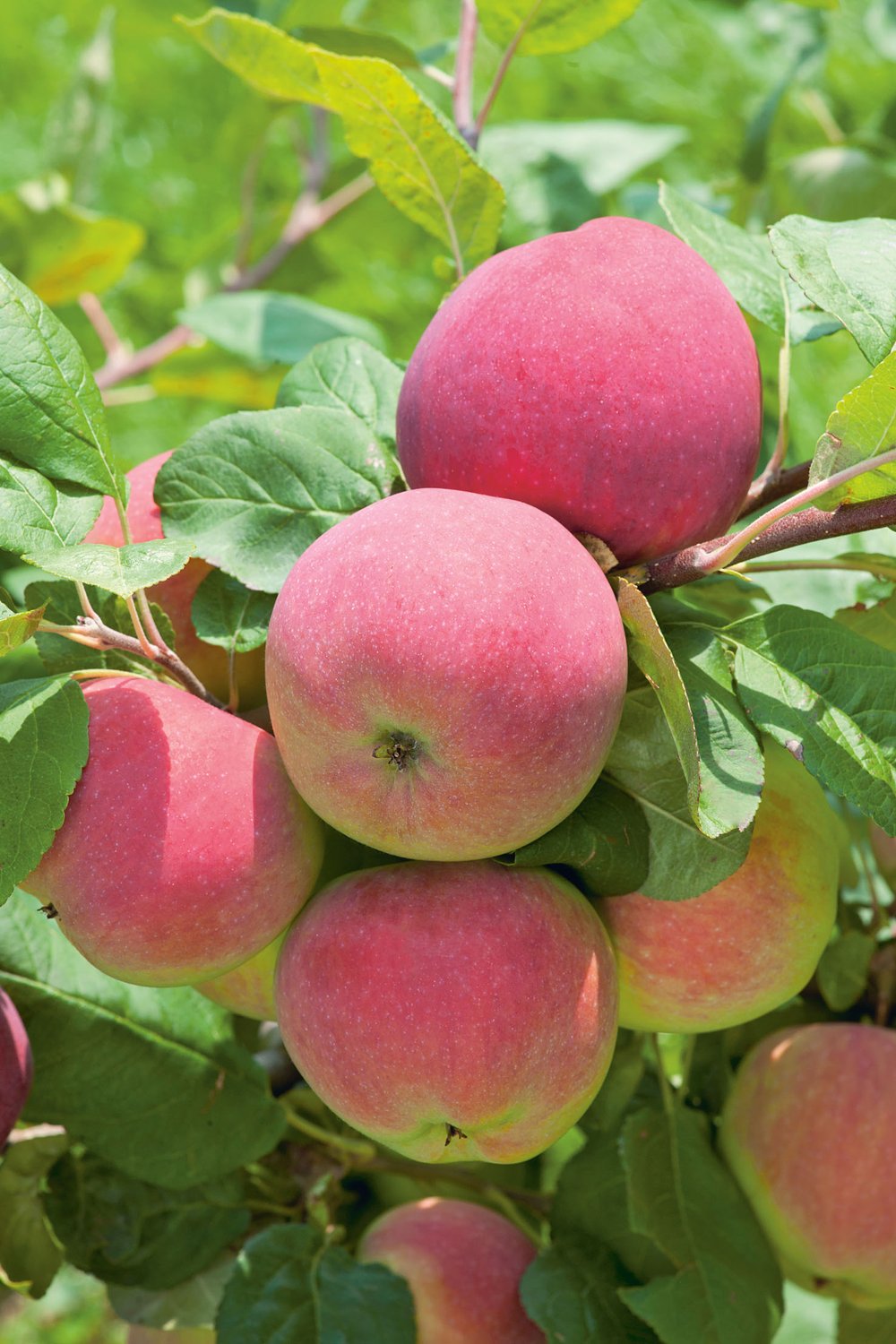 Malus domestica RÖD MELBA E, B9, (äpple svagväxande)