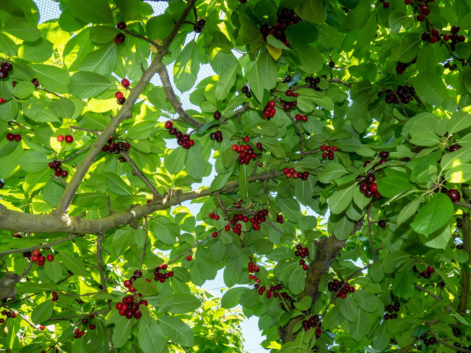 Prunus avium SWEETHEART, GiSelA, (körsbär svagväxande)