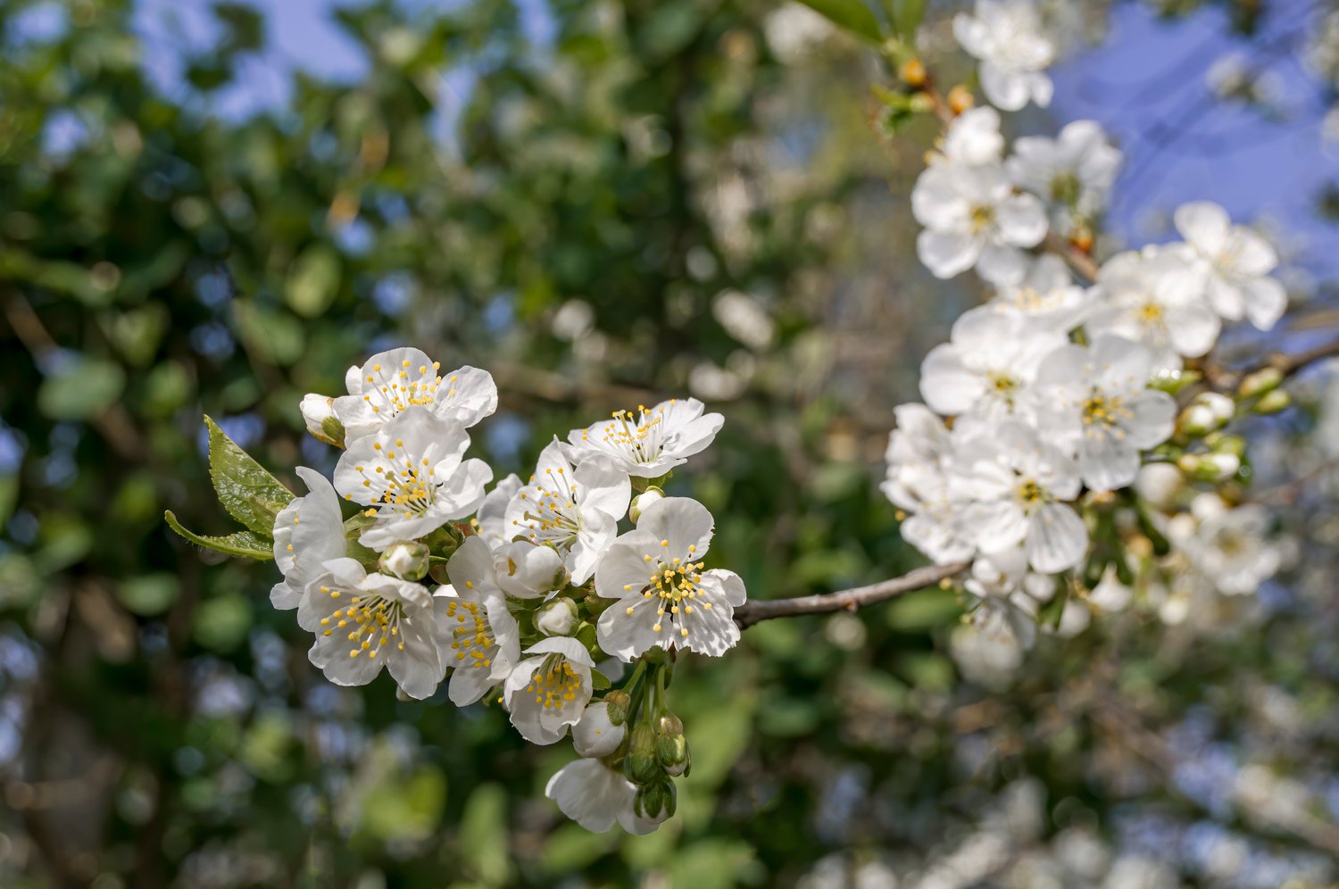 Prunus domestica 'Herman' E, (plommon)