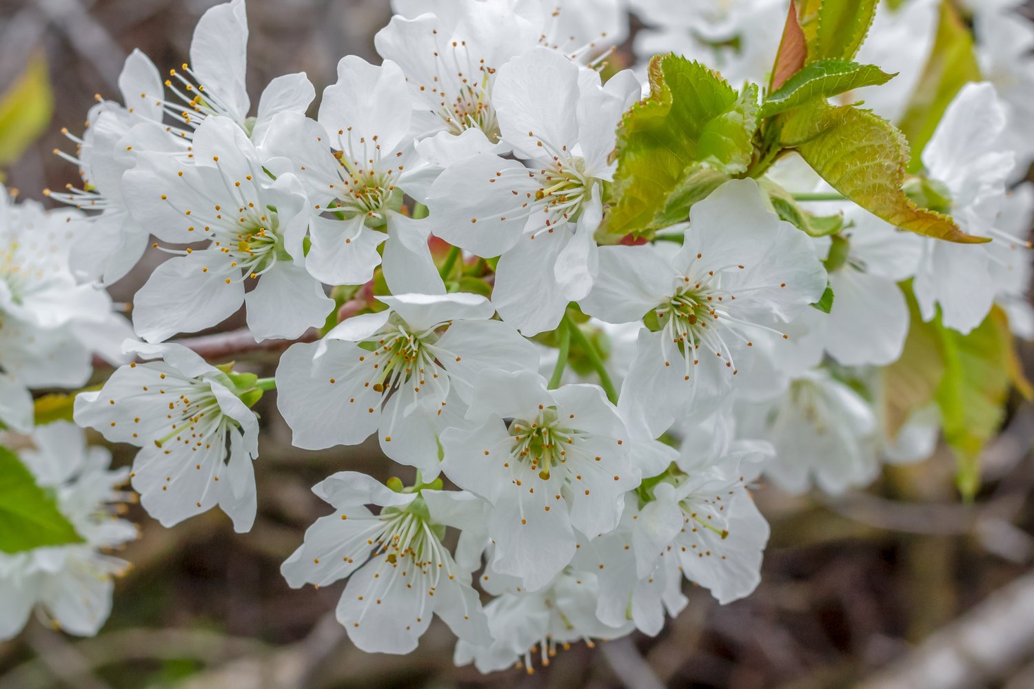 Prunus avium 'Gårdebo' E, (körsbär)