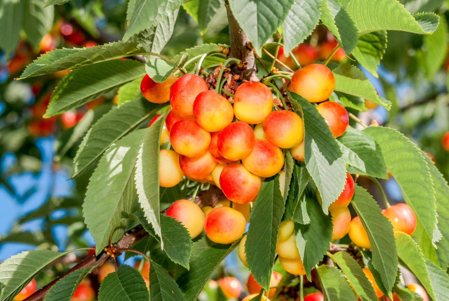 Prunus avium 'Heidi' E, (körsbär)